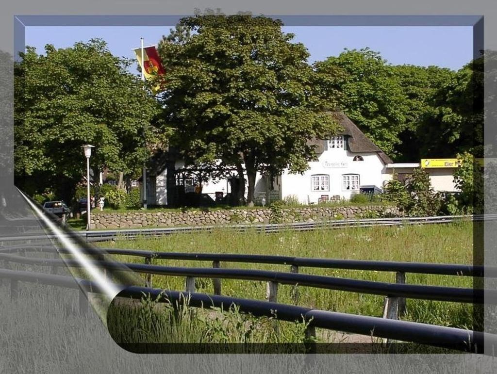 Teegelii Blaue Stranddistel Teegelii Hof
